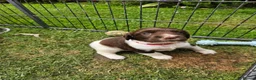 English Springer Spaniel dogs for sale: KC registered liver and white Springer spaniels in Kidderminster - Advert 5