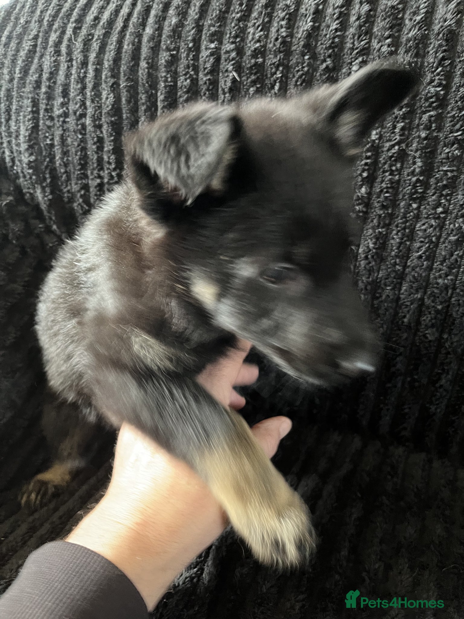 German Shepherd dogs German Shepherd Puppies  - Advert 2