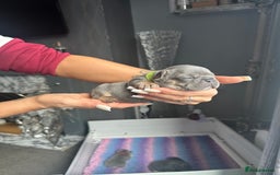 French Bulldog dogs for sale: 2 litters available from Natk9 clinic *JESUS PUPS* - Image 13