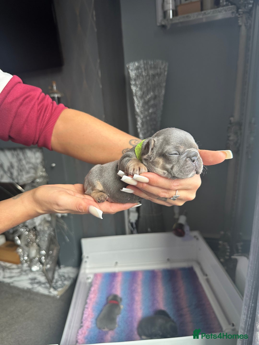 French Bulldog dogs for sale: 2 litters available from Natk9 clinic *JESUS PUPS* - Image 13