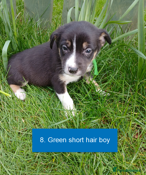 Border Collie dogs Pedigree tri-colour border collie puppies - Advert 1