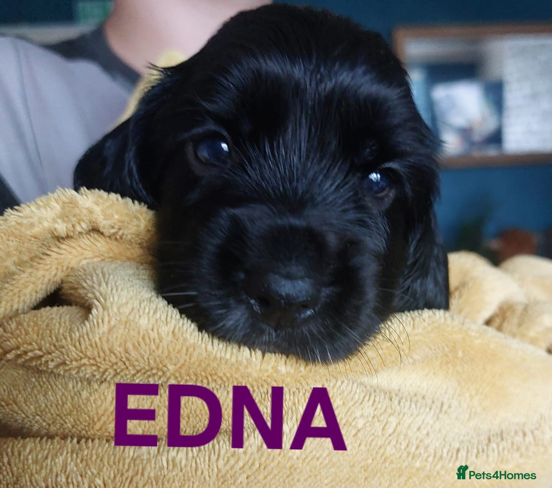 Sprocker dogs for sale: Exceptional working-line puppies for loving homes! - Image 14