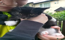 Domestic Shorthair cats for sale: Oreo  - Image 12