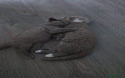 British Shorthair cats for sale: READY NOW Beautiful British Shorthair Kittens - Image 8