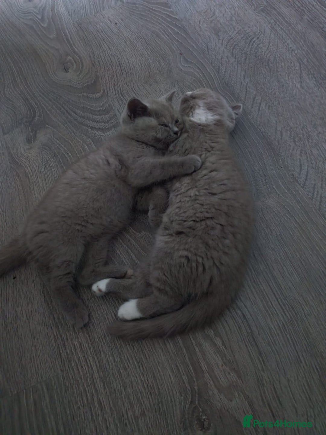 British Shorthair cats for sale: READY NOW Beautiful British Shorthair Kittens - Image 8