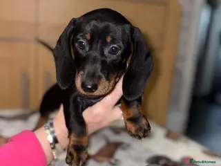 Miniature Dachshund dogs LAST GIRL LEFT. Miniature dachshund pup - Advert 7