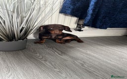 Dachshund dogs for sale: Dachshund - Image 3