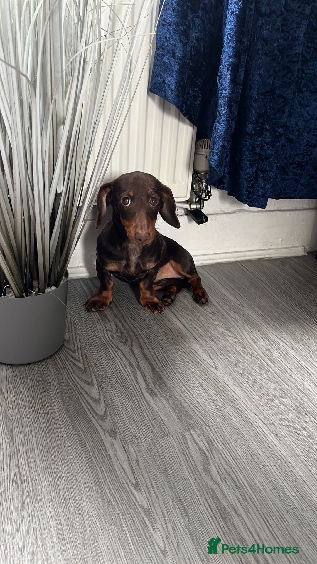 Dachshund dogs for sale: Dachshund - Image 3