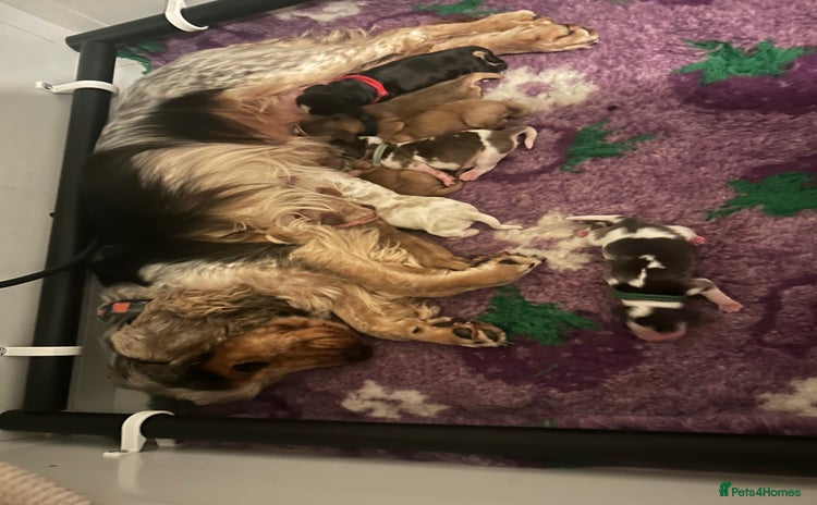 Cocker Spaniel dogs - Advert 1