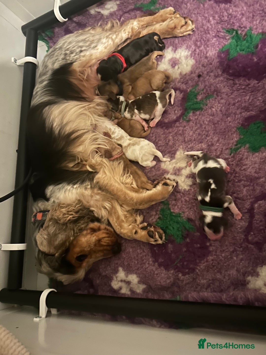 Cocker Spaniel dogs for sale: Show cockers - Image 2