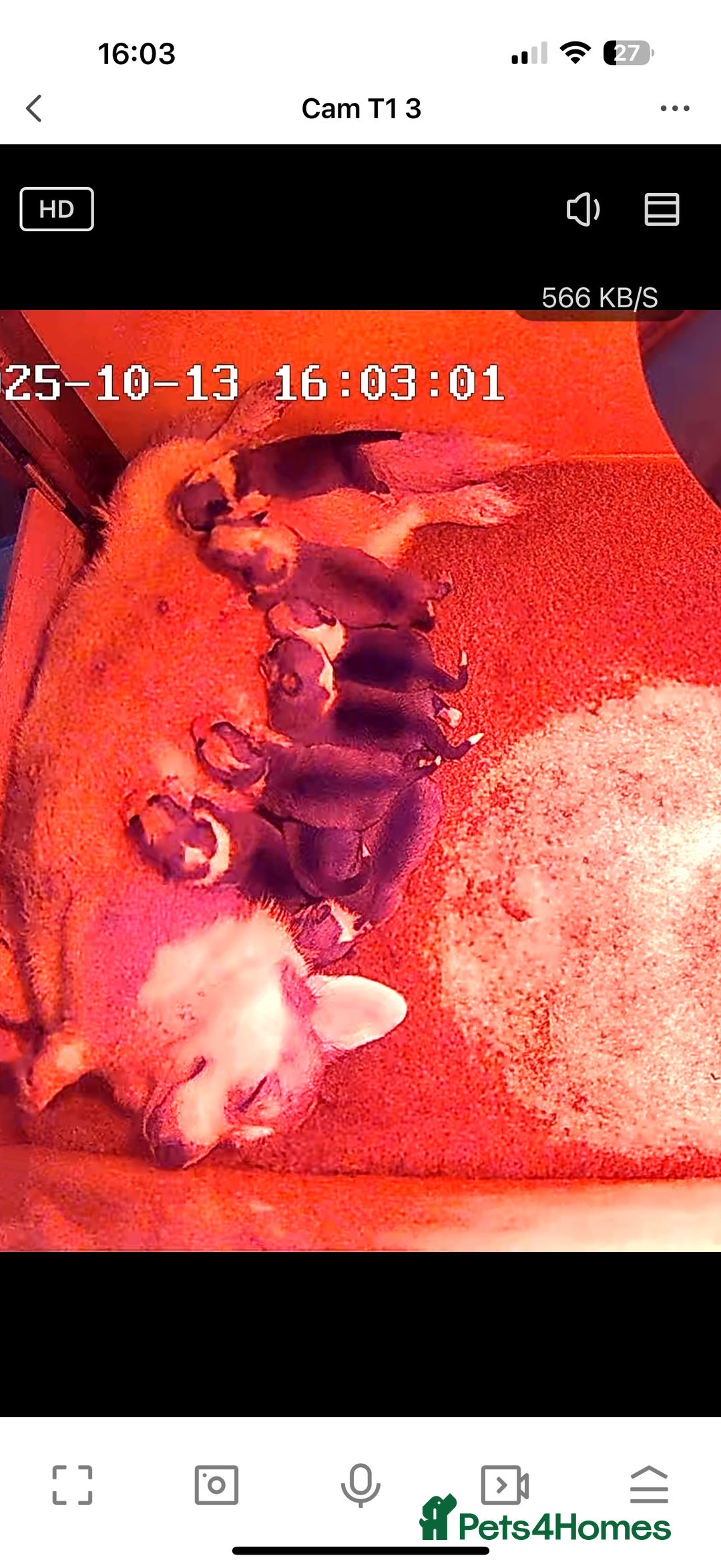 Welsh Corgi Pembroke dogs for sale: Kc reg Pembroke corgi babies available  - Image 7
