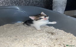 Mixed Breed cats for sale: 3 beautiful tabby kittens ♥️ - Image 9