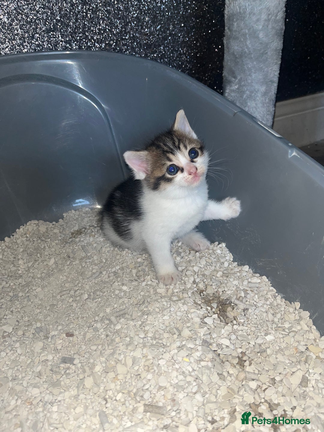 Mixed Breed cats for sale: 3 beautiful tabby kittens ♥️ - Image 9