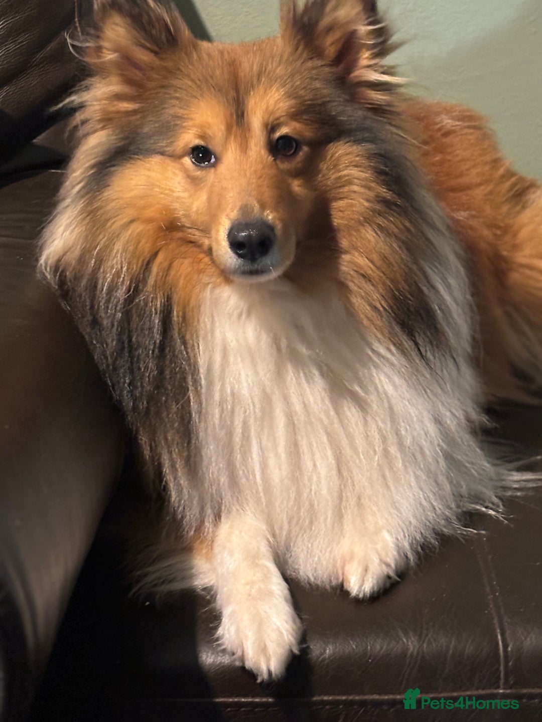 Shetland Sheepdog dogs for sale: Beautiful Shetland sheepdog puppies  - Advert 3