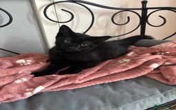 Mixed Breed cats for sale: Kittens for sale  - Image 1