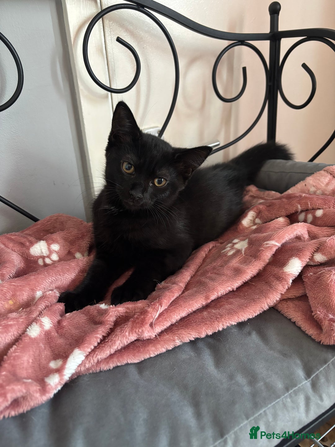 Mixed Breed cats for sale: Kittens for sale  - Image 1
