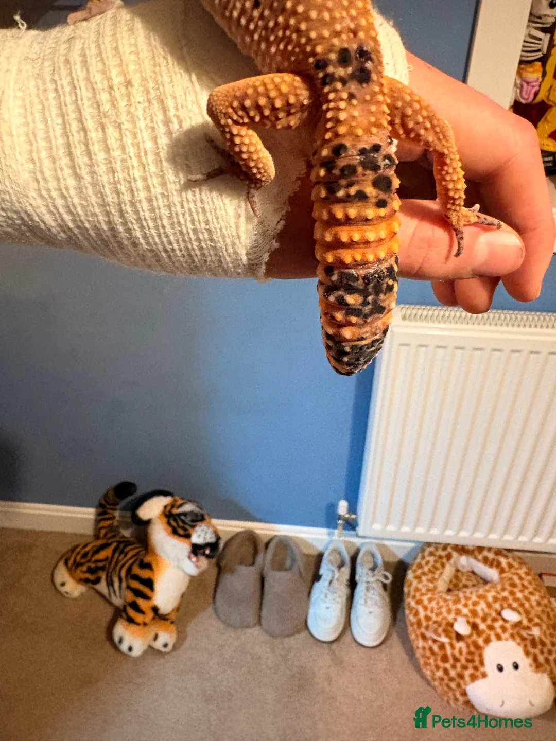 Leopard Gecko reptiles for sale: Male leopard gecko  - Advert 7