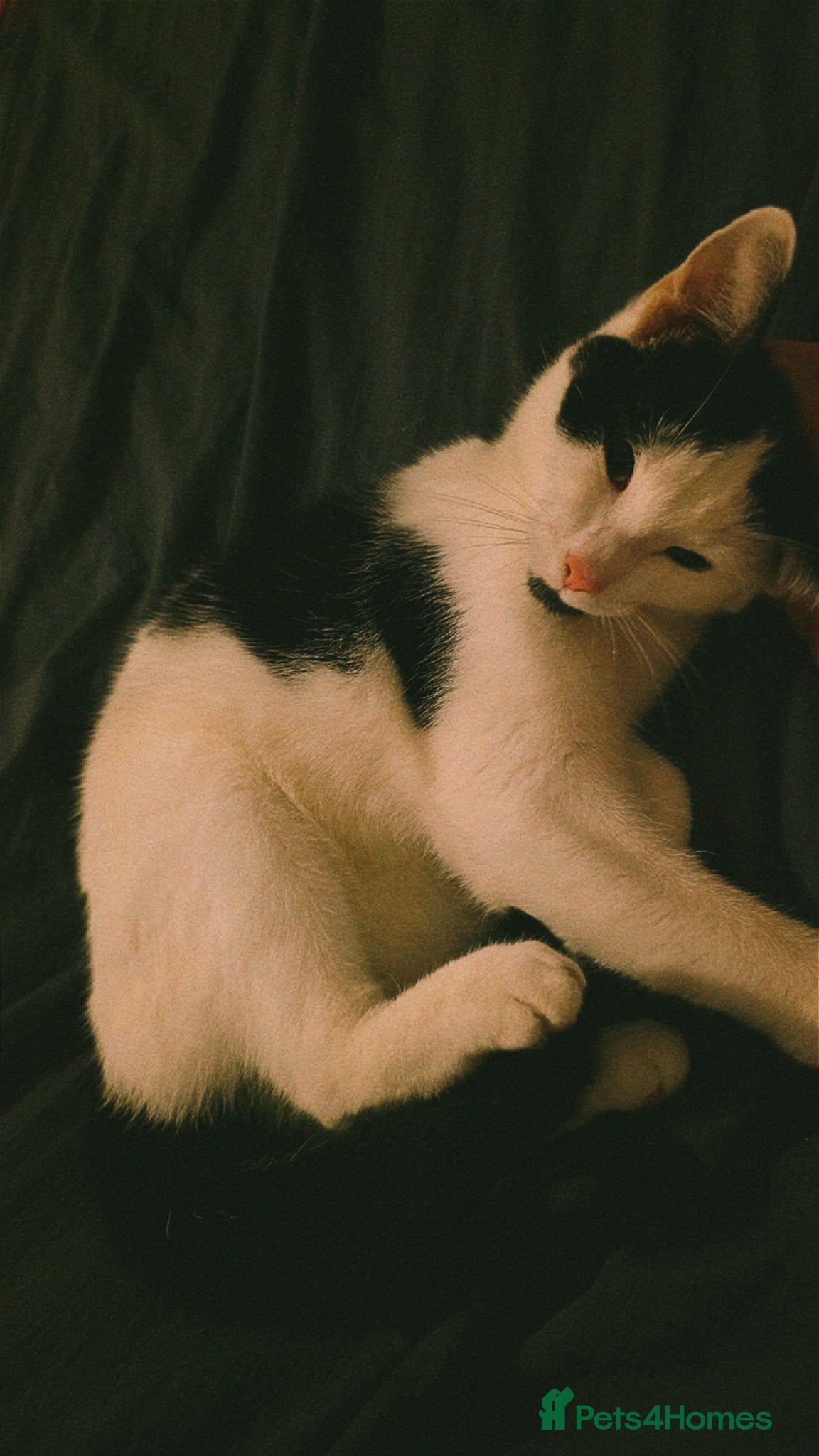 Domestic Shorthair cats Female black and white.  - Advert 2