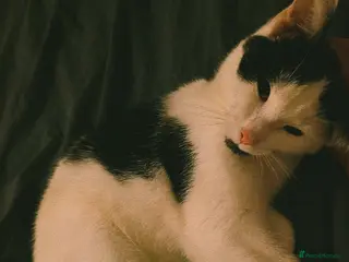 Domestic Shorthair cats Female black and white. - Advert 2