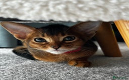 Abyssinian cats for sale: Last 3 kittens left ♥️💙 - Image 1