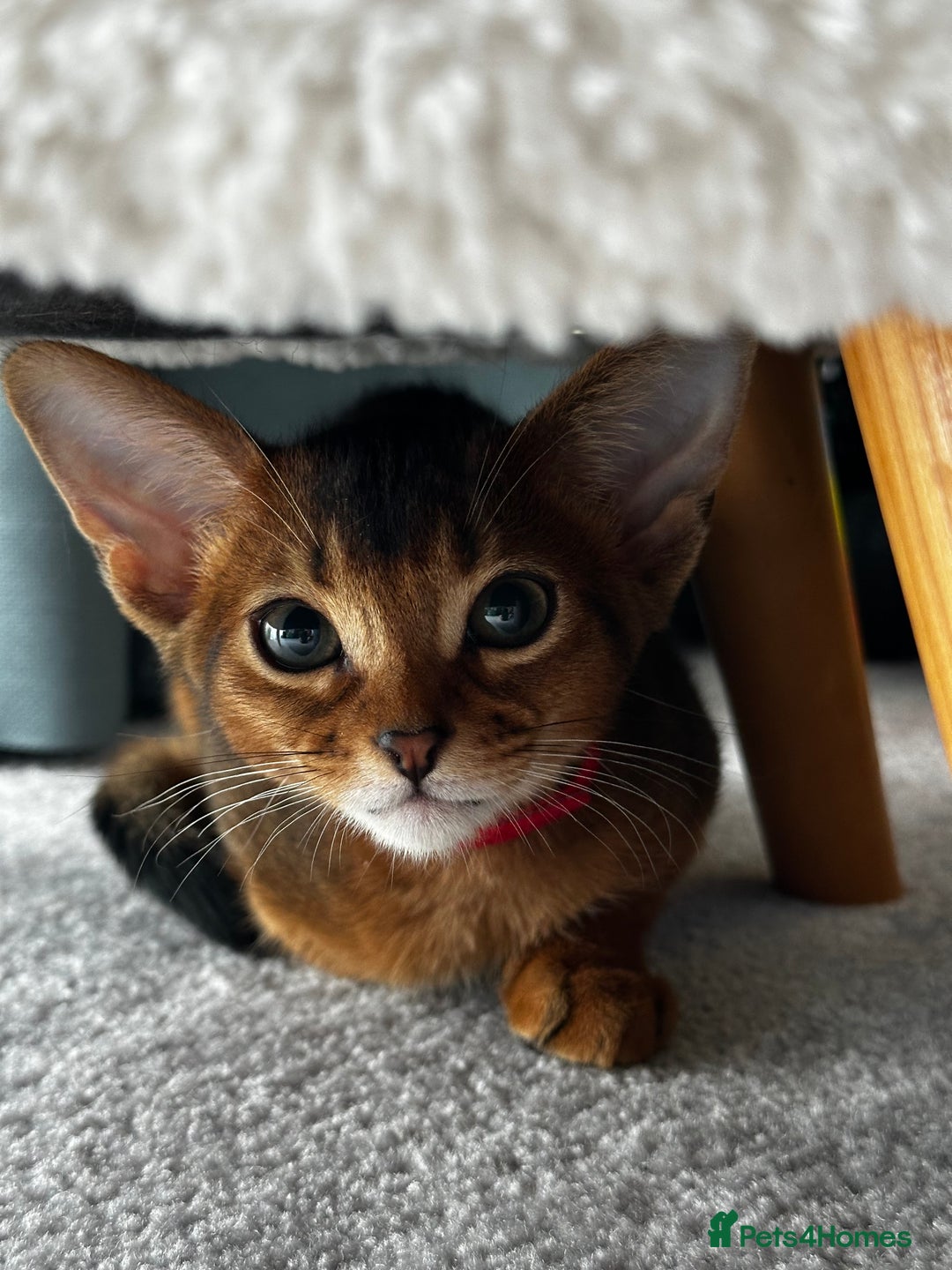 Abyssinian cats for sale: Last 3 kittens left ♥️💙 - Image 1