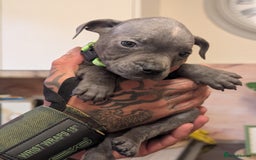 Staffordshire Bull Terrier dogs for sale: Blue/blue&white staffs - Image 33
