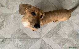 Miniature Dachshund dogs for sale: Kevin needs a new home  - Image 9
