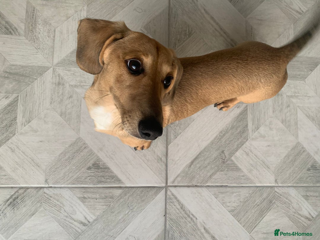 Miniature Dachshund dogs for sale: Kevin needs a new home  - Image 9