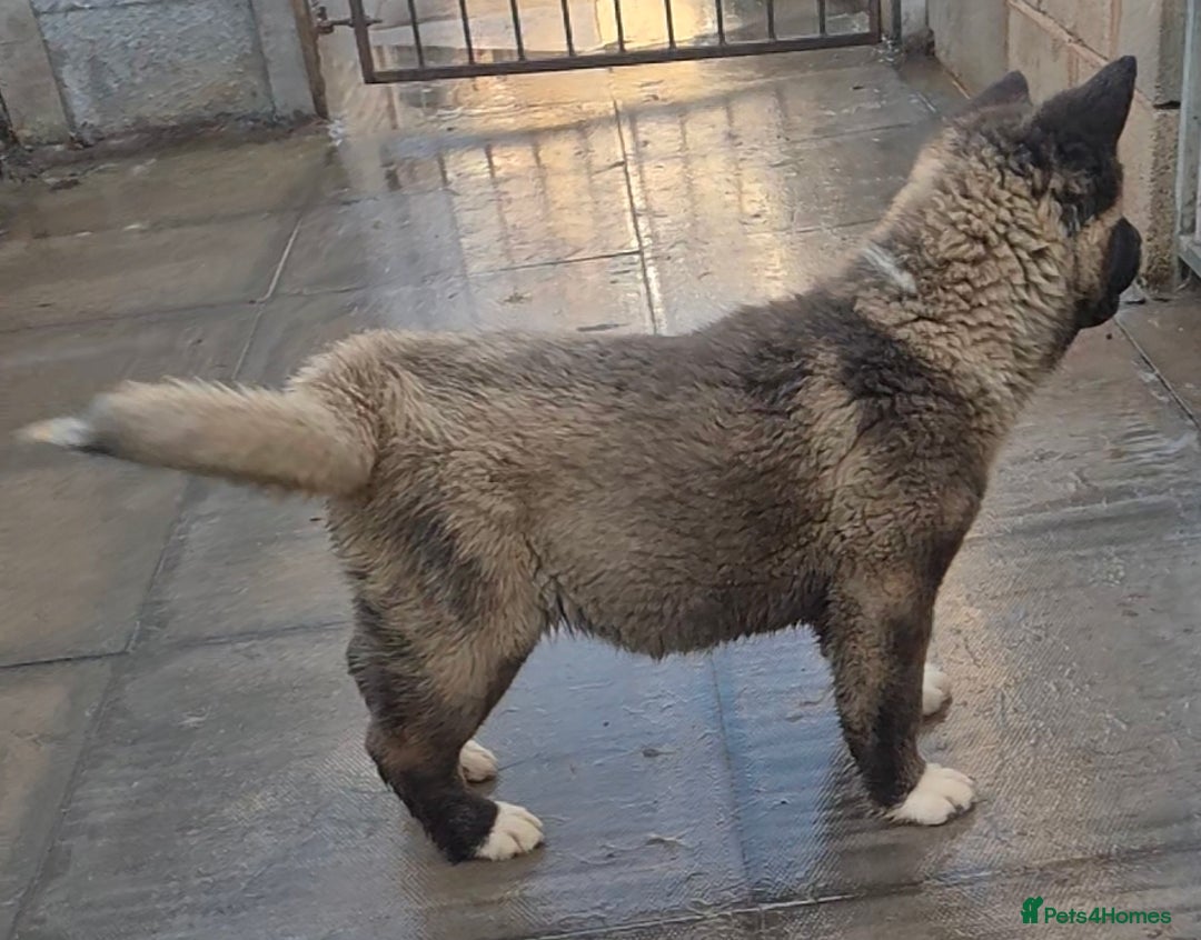 Akita dogs for sale: KC REGISTERED BEAR HEAD AMERICAN AKITA FEMALE PUP - Advert 12