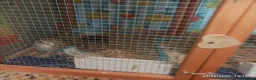 Quail poultry for sale: Coturnix Quail trio and group - Advert 3