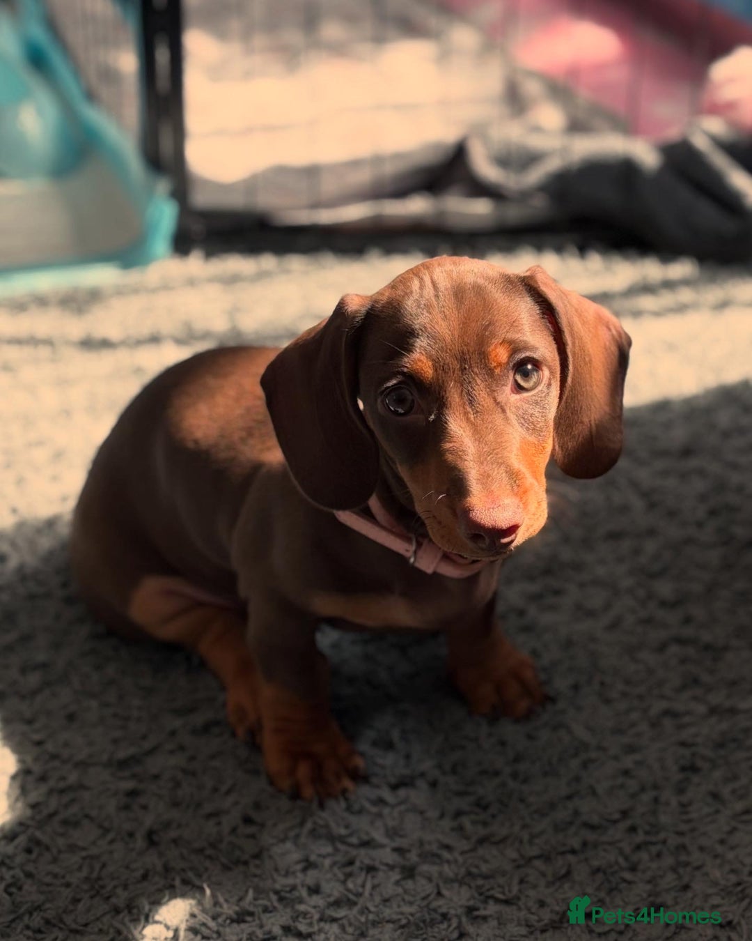 Miniature Dachshund dogs for sale: Female miniature dachshund  - Image 5