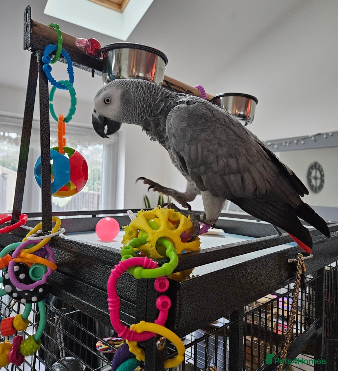 Parrots birds for sale: African Grey parrot for sale  - Image 3