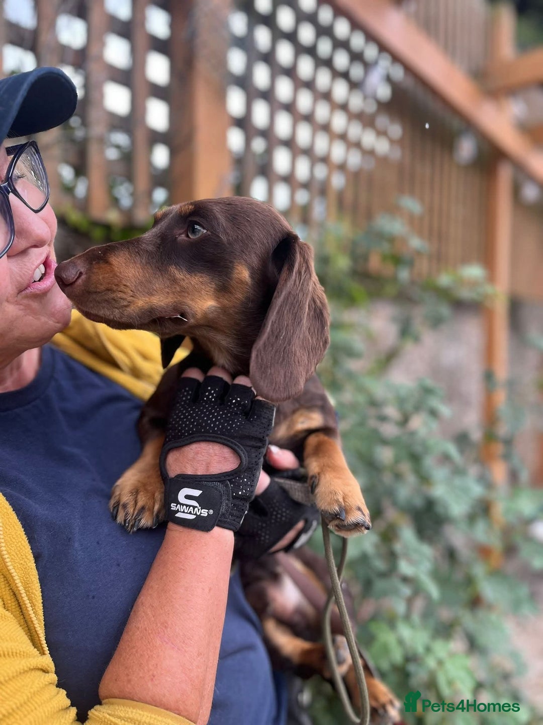 Dachshund dogs for adoption: Ollie - Image 4