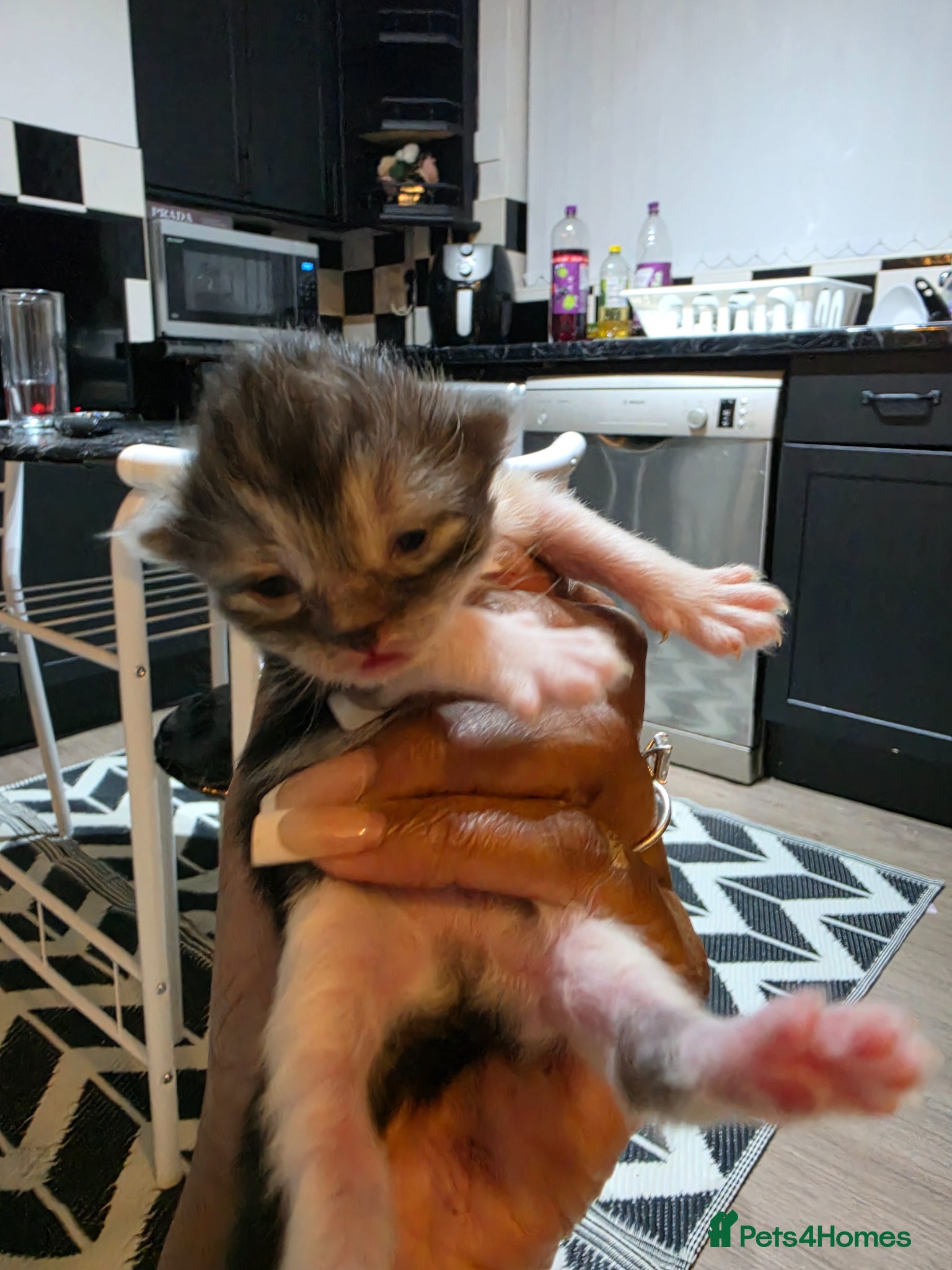 Persian cats for sale: Beautiful Persian Mix Kittens - Advert 7