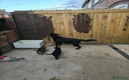 German Shepherd dogs for sale: 2 female German shepherd female pups - Image 3