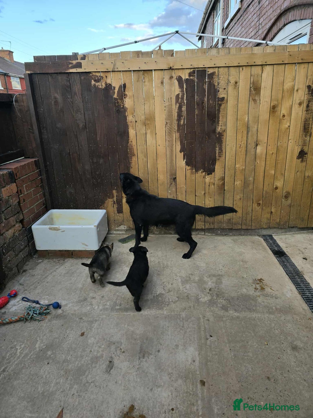 German Shepherd dogs for sale: 2 female German shepherd female pups - Image 3