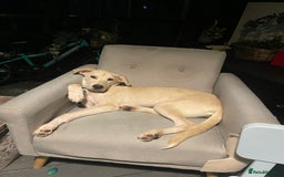 Mixed Breed dogs for sale: Husky and Labrador mix breed (Haskador) - Image 5