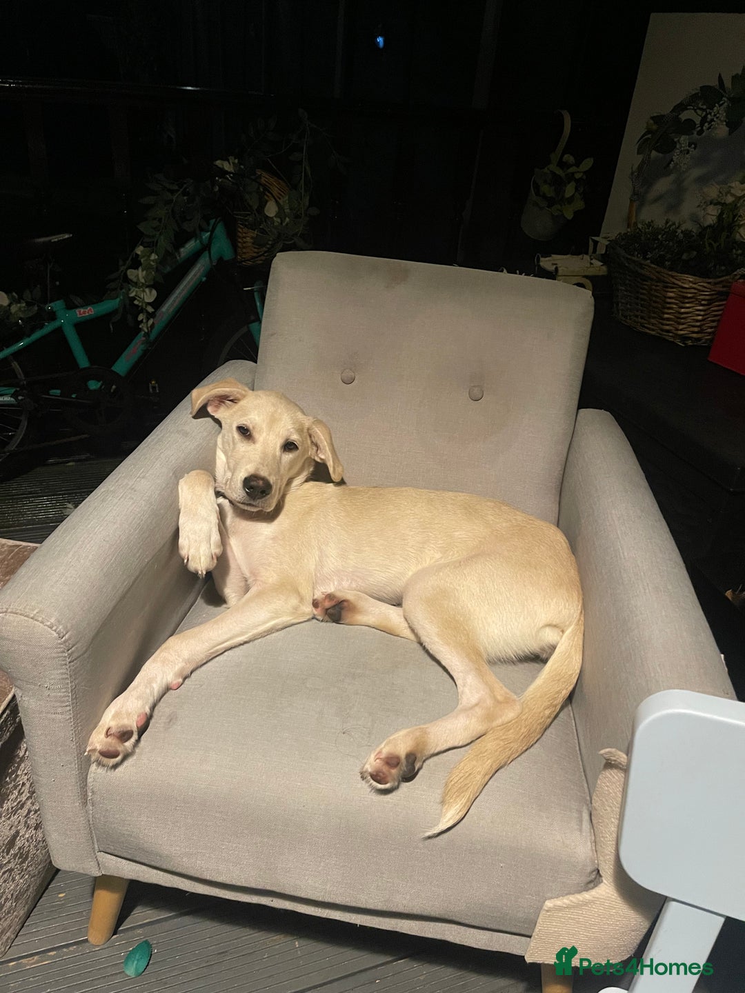 Mixed Breed dogs for sale: Husky and Labrador mix breed (Haskador) - Image 5