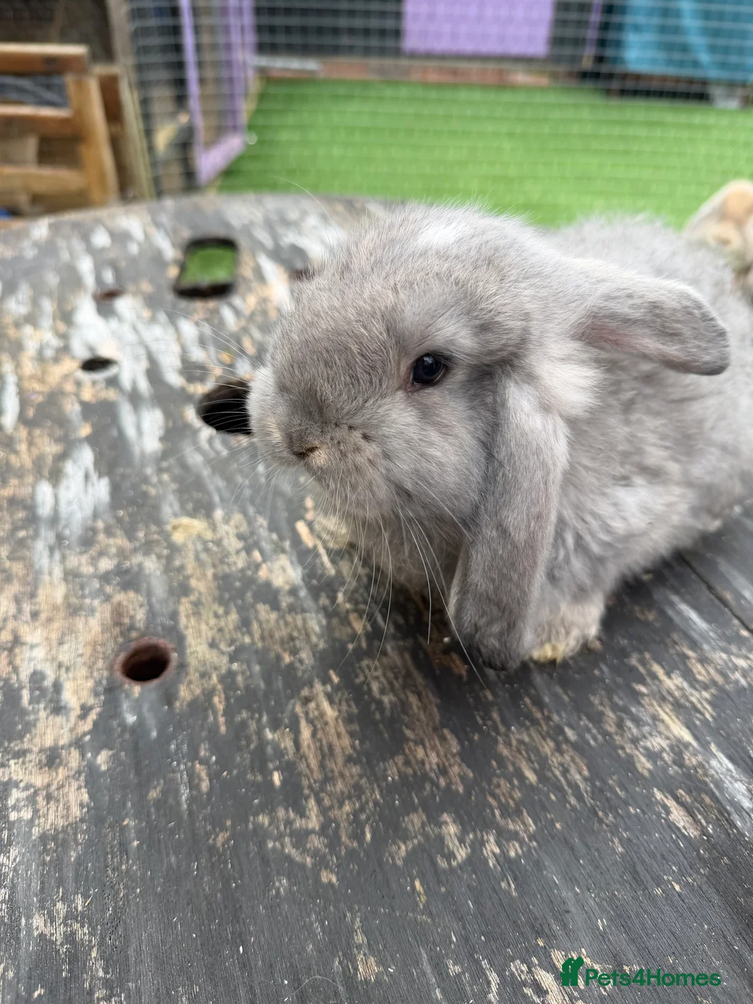 French Lop rabbits for sale: French lops  - Advert 5