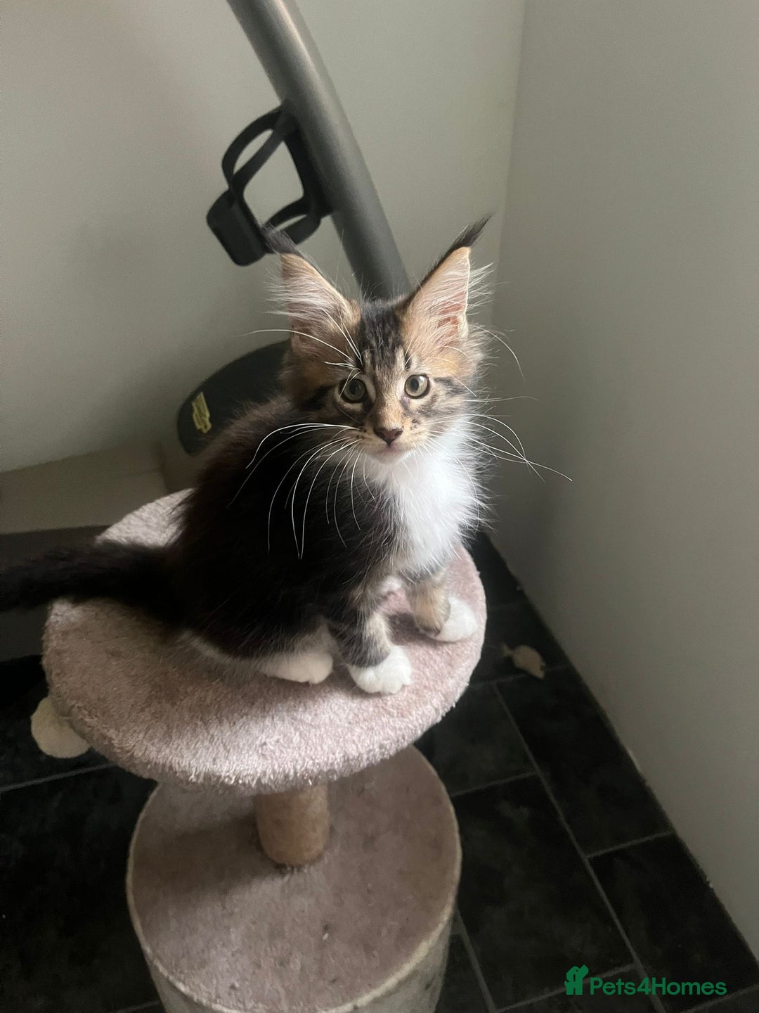 Maine Coon cats for sale: Gorgeous bundles of fluff n mischief  - Image 23