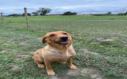 Labrador Retriever dogs for sale: Beautiful Fox Red Labrador Puppies For Sale - Image 7