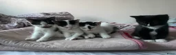 Domestic Shorthair cats for sale: Kittens up for sale  - Advert 3