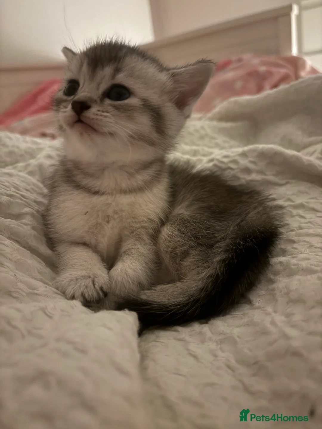 Mixed Breed cats for sale: 4 adorable grey and white kittens  - Advert 20