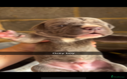 Cane Corso dogs for sale: Cane Corso first litter of puppies !! - Image 13