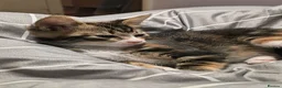 Domestic Shorthair cats for sale: 5 beautiful lovely kittens 🐾🐾 in Boston - Advert 11