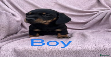 Miniature Dachshund dogs - Advert 9