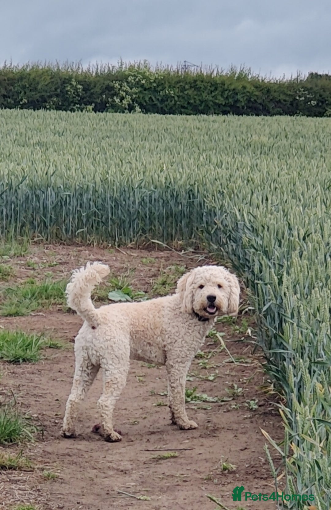 Labradoodle dogs for stud: Beautiful labradoodle for stud - Advert 4