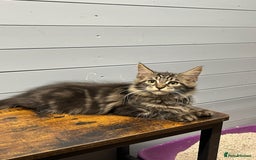 Maine Coon cats for sale: Beautiful Maine Coon kittens for sale - Image 10