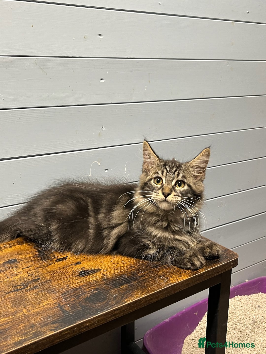 Maine Coon cats for sale: Beautiful Maine Coon kittens for sale - Image 10