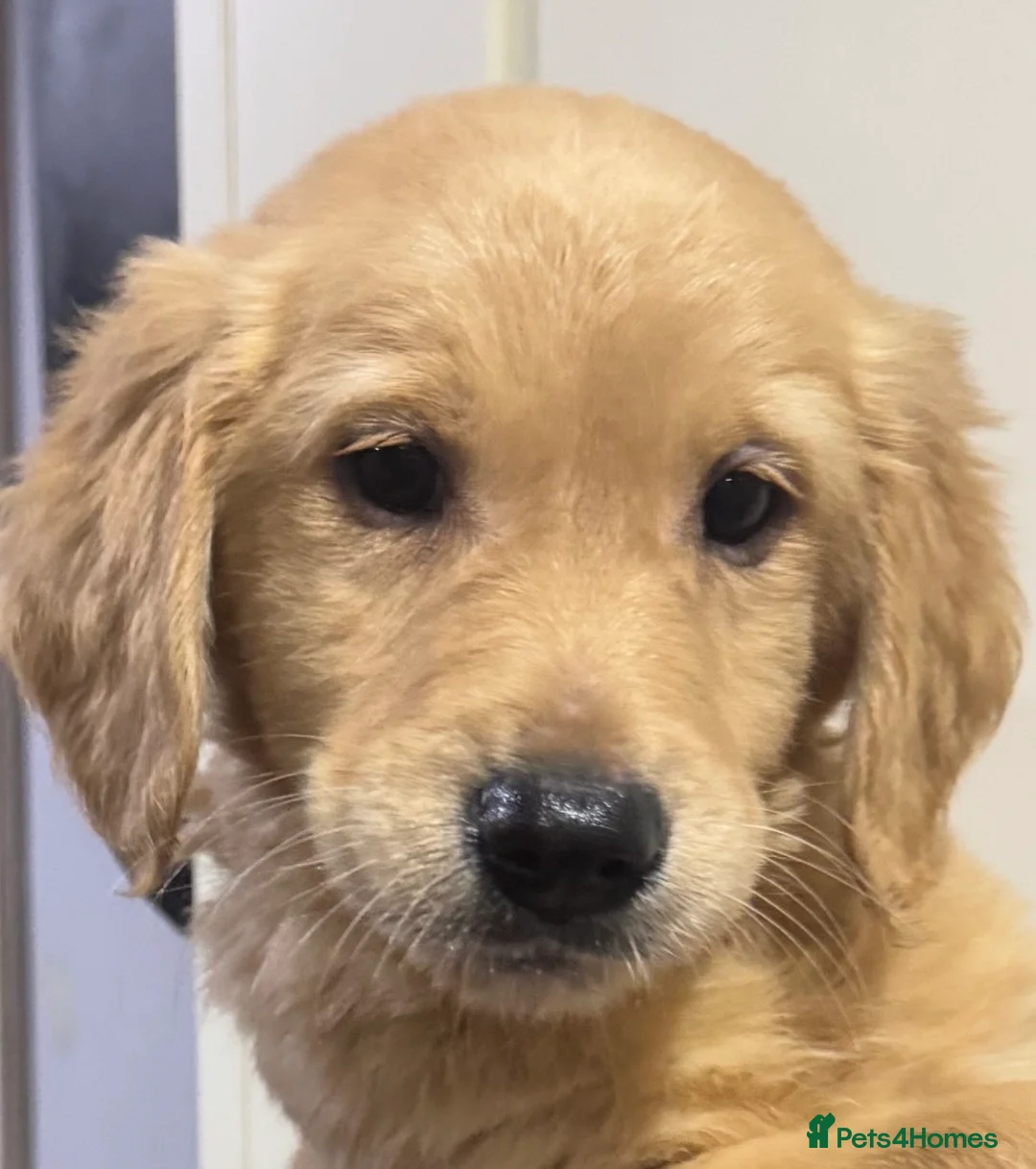 Mini Goldendoodle dogs for sale: Health-checked Happy Fluffy Puppies - Advert 15